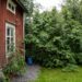 dřevostavba, Finsko, život ve Finsku
