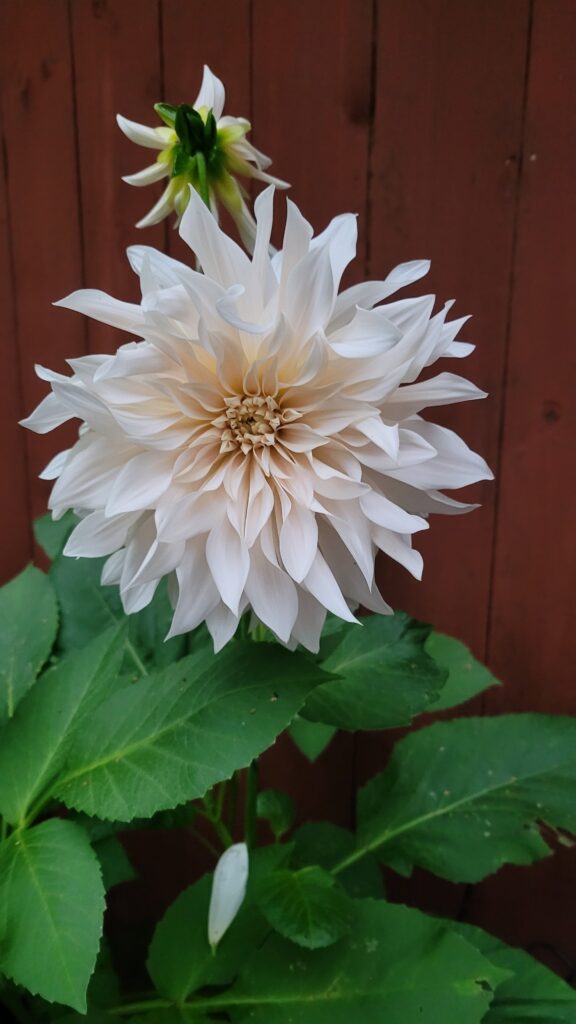 Dahlia Cafe au Lait