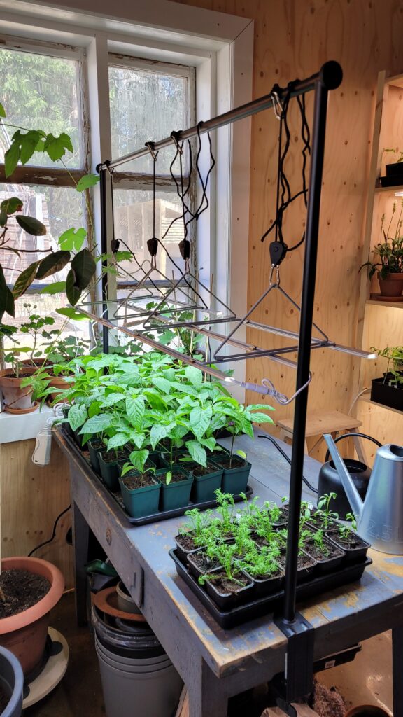 předpěstovávání