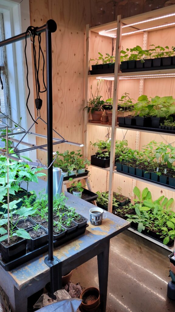 předpěstování rostlin