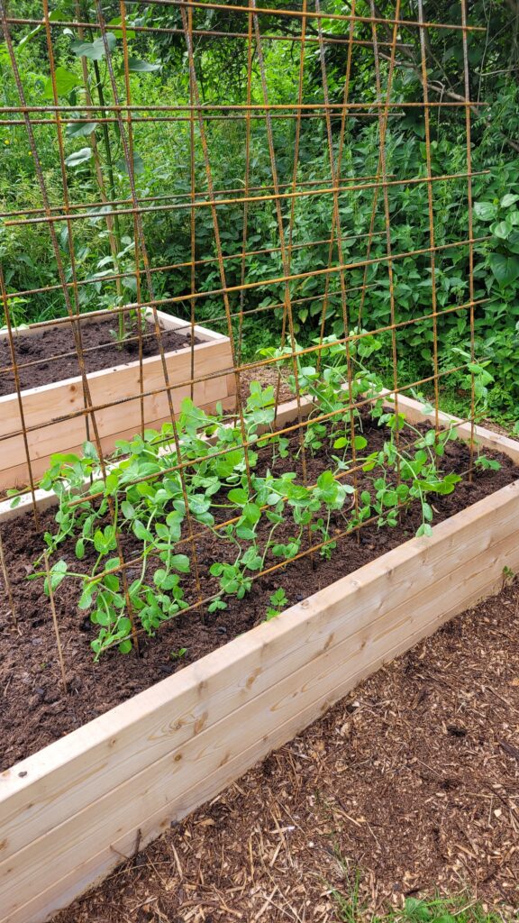 opora pro pěstování hrachu