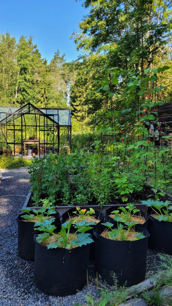 pěstování zeleniny
