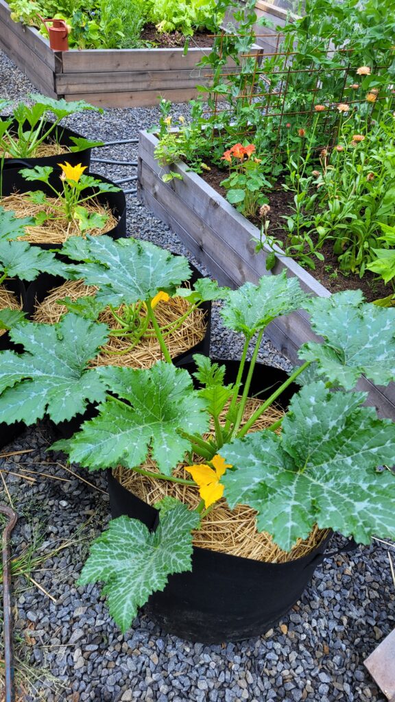 pěstování cuket v nádobách