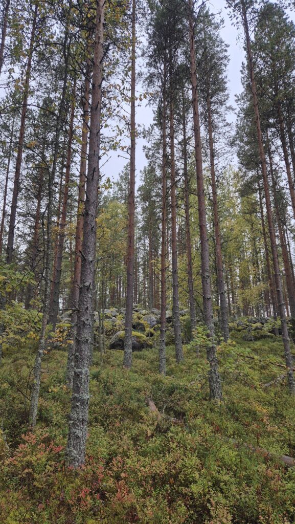 Salamajärvi