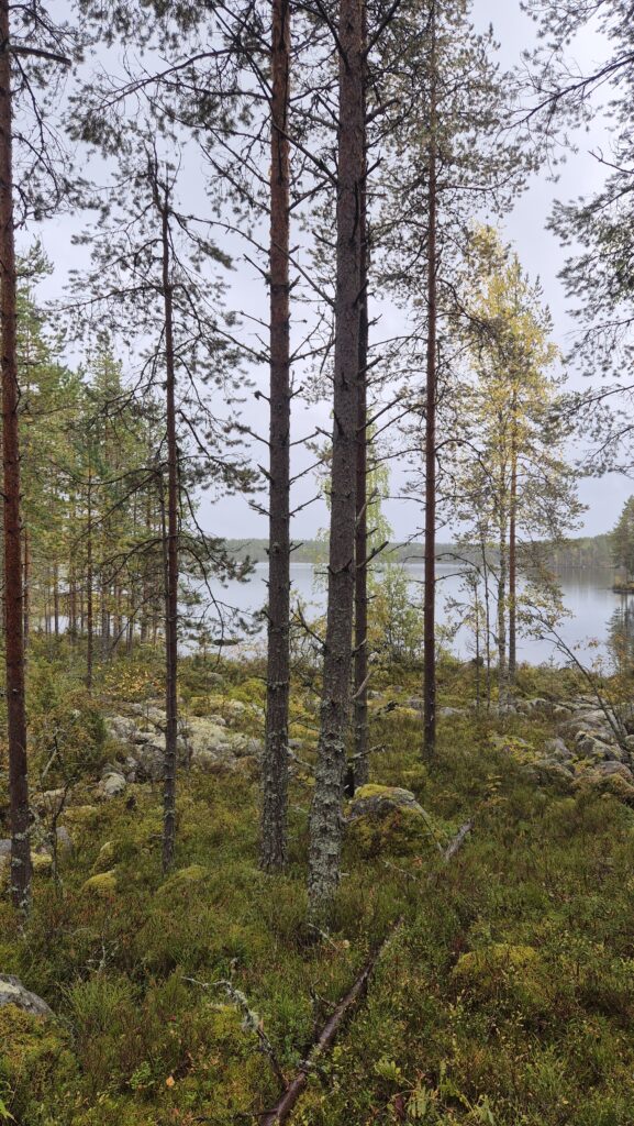 Salamajärven kansallispuisto