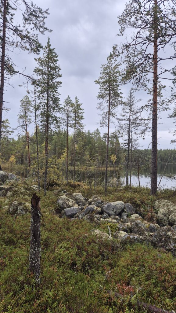 Metsäperäläisen taival
