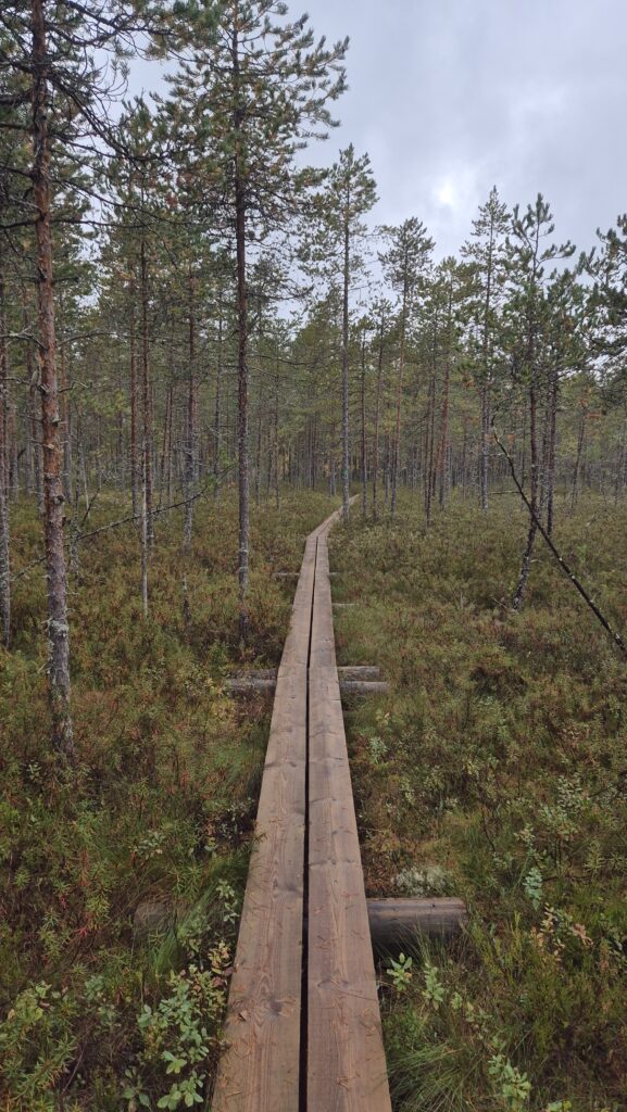 Metsäperäläisen taival
