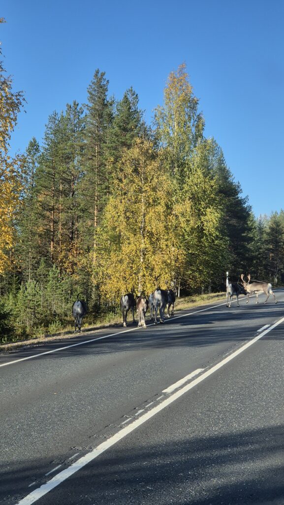 finské Laponsko