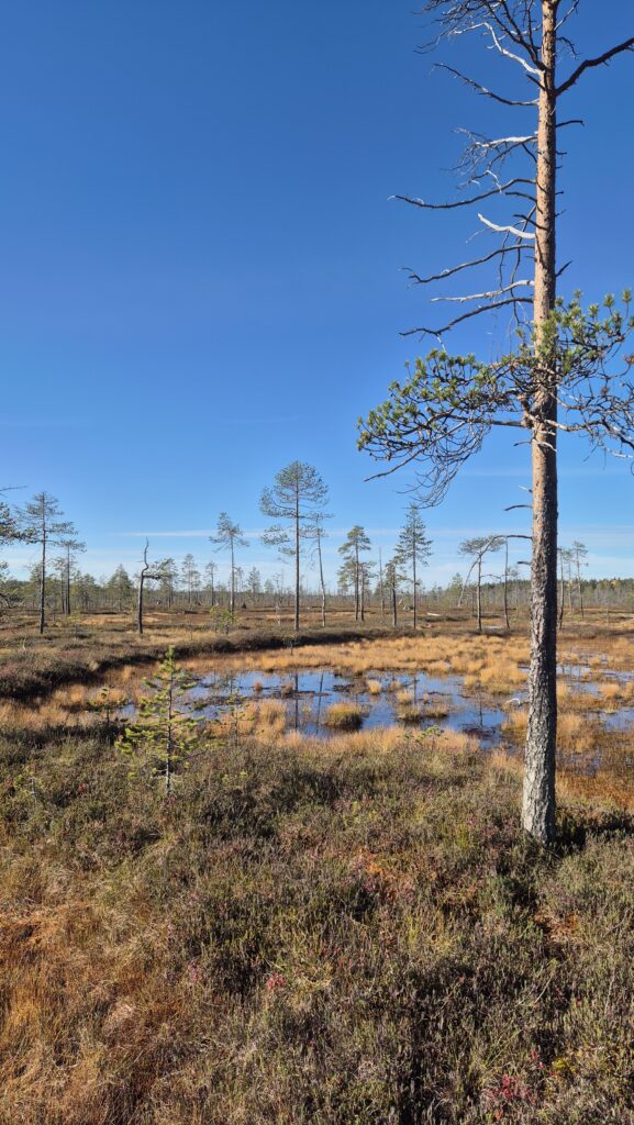 Tunturiaapa