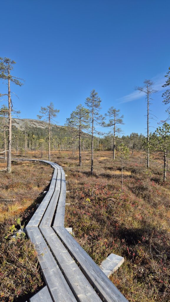 Pyhä-Luosto - Tunturiaapa