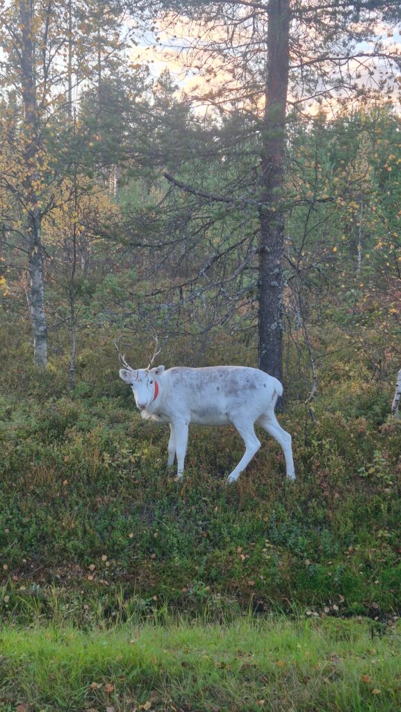 sob v laponsku