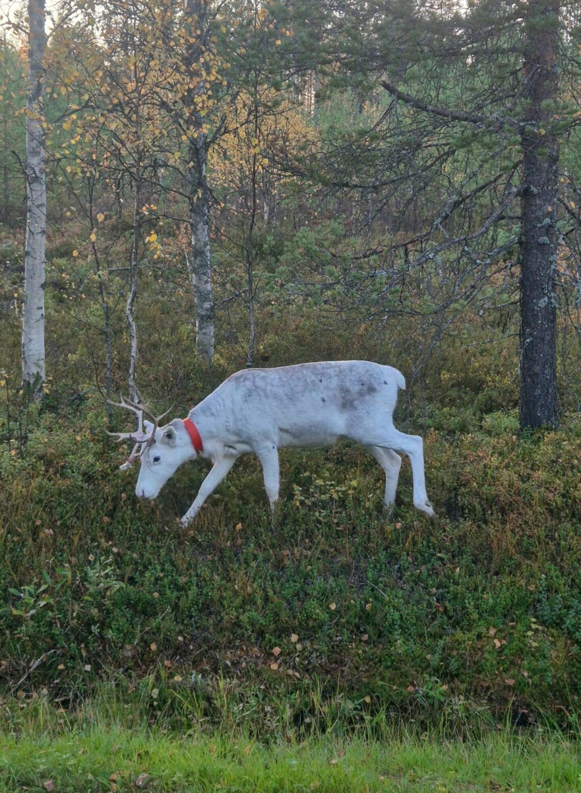 bílý sob, finské Laponsko