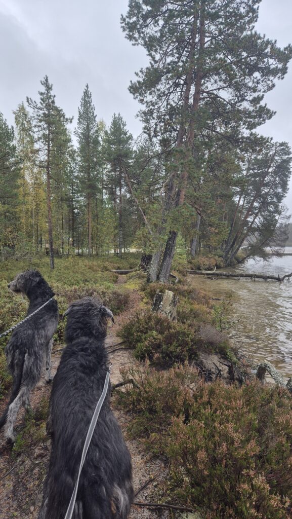 Valkeinen - valkeisen kierros - dovolená