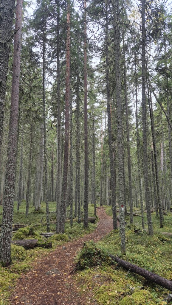 Pyhä-Häkki