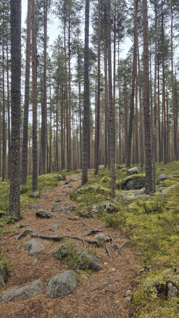 Pyhä-Häkki